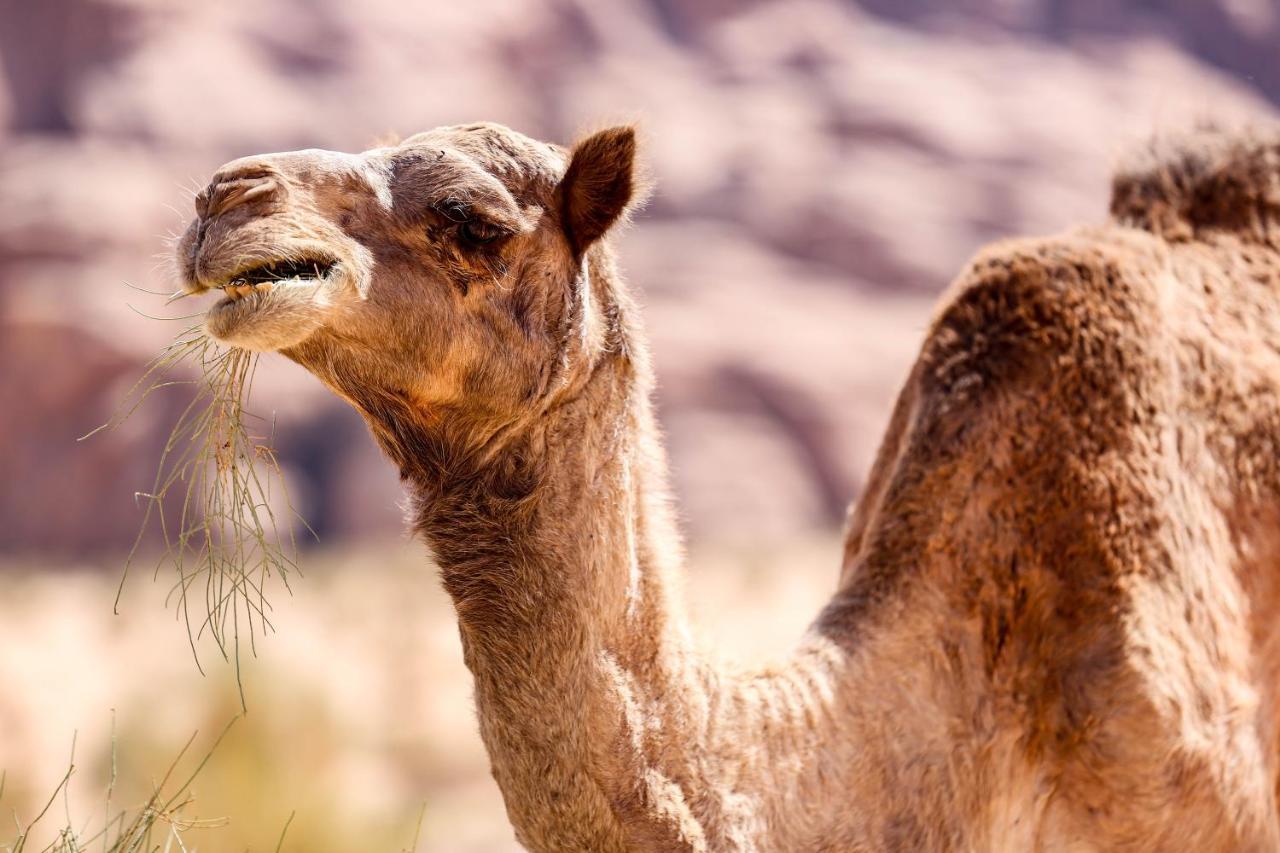Arena Desert Camp&Adventurers Wadi Rum Eksteriør bilde