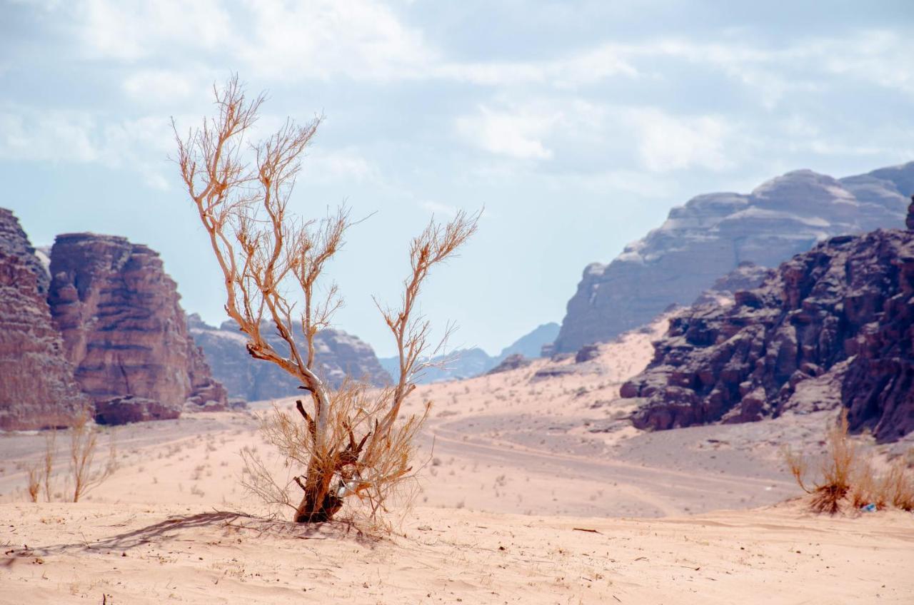 Arena Desert Camp&Adventurers Wadi Rum Eksteriør bilde